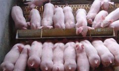 如何治療斷奶后仔豬腹瀉，有哪些預(yù)防措施？
