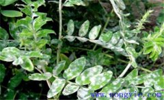 黃芪常見病蟲害有哪些？黃芪病蟲害的防治方法