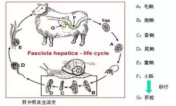 羊肝片吸蟲(chóng)病傳染嗎？