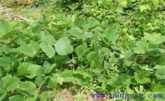 葛根的生長習(xí)性有哪些？葛根栽培技術(shù)要點