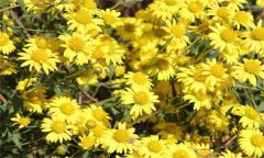 菊花的功效與作用有哪些 菊花的養(yǎng)生功效