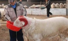 種公羊怎么選最好，種公羊的飼養(yǎng)管理要點