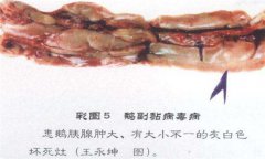 鵝副粘病毒癥狀及治療的方法，怎么治療