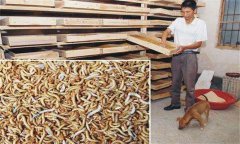 如何養(yǎng)殖黃粉蟲 養(yǎng)殖黃粉蟲技術(shù)與養(yǎng)殖條件昆蟲