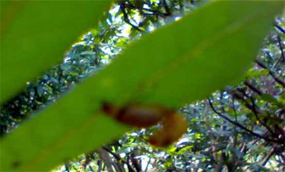 樹(shù)虱怎么防治才好？