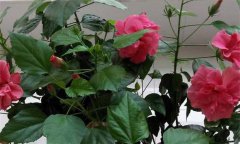 扶?；ǖ墓πc作用 現(xiàn)代對(duì)扶桑花功效的研究