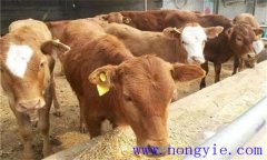 犢牛初乳期過后，如何做好補飼與斷乳？