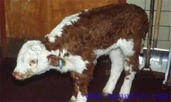 新生犢牛應(yīng)注意預(yù)防哪些常見的疾??？
