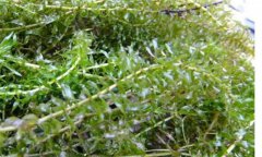 輪葉黑藻種植技術(shù)、種植時間和注意事項