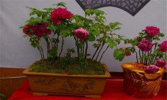 牡丹盆景的養(yǎng)護方式、管理與觀賞