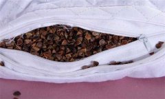 蕎麥枕頭的功效與作用有哪些？