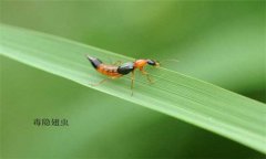 隱翅蟲怎么預(yù)防才好，被隱翅蟲咬了怎么辦？
