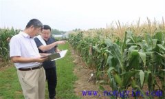 鮮食玉米產量約是多少 鮮食玉米高產栽培技術