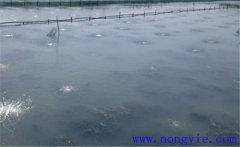 怎樣為魚塘增加氧氣，給魚塘增氧有幾種方法？