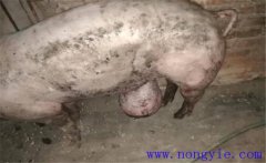 育肥豬拉黑稀是什么原因，如何預(yù)防與治療？