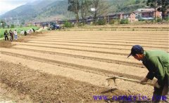 種植薄荷如何選地整地？薄荷種植管理技術(shù)要點(diǎn)