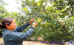 楊梅疏花疏果原因是什么？怎樣給楊梅疏花疏果