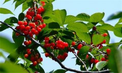 櫻桃防霜凍的方法 櫻桃種植技術要點