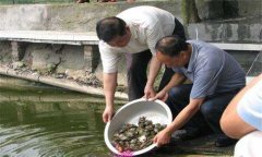 魚(yú)鱉混養(yǎng)技術(shù)要點(diǎn)，魚(yú)鱉混養(yǎng)怎么養(yǎng)好