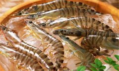 如何養(yǎng)殖沼蝦，沼蝦養(yǎng)殖技術(shù)須知