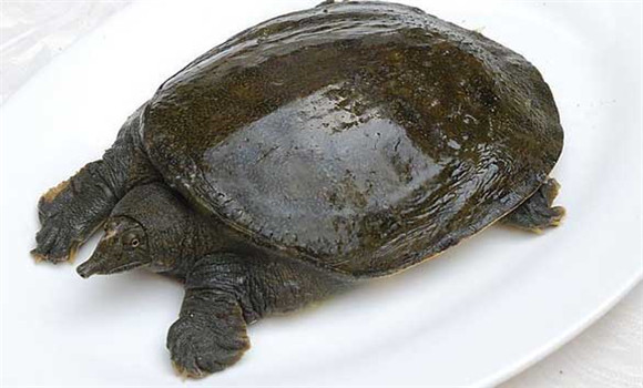 常見(jiàn)甲魚(yú)疾病有哪些，甲魚(yú)病病防治的方法