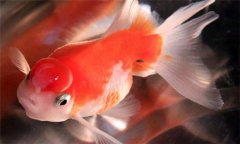珍珠魚(yú)好養(yǎng)嗎?珍珠魚(yú)怎么養(yǎng)、怎么繁殖