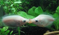 接吻魚好養(yǎng)嗎?接吻魚為什么接吻、怎樣分辨公母