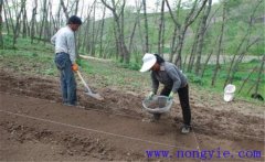 當歸栽培方法，當歸怎么種植才能高產(chǎn)？