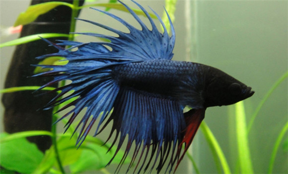 斗魚(yú)的飼養(yǎng)