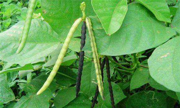 綠豆什么時(shí)間種植？