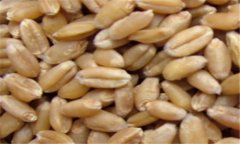 小麥的營(yíng)養(yǎng)價(jià)值及功效，小麥的功效與作用