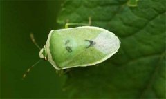 稻綠蝽怎么防治，稻綠蝽發(fā)生規(guī)律是什么？