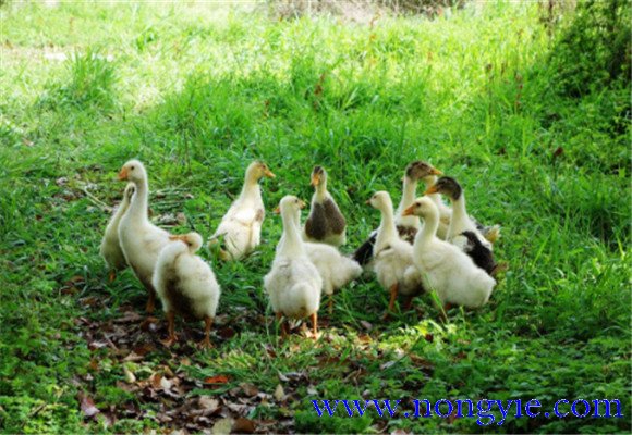 如何飼養(yǎng)鵝，鵝的飼養(yǎng)管理需注意事項(xiàng)