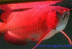 紅龍魚價格多少錢一條，紅龍魚如何飼養(yǎng)與管理