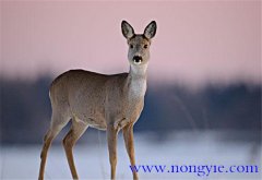 狍子是幾級(jí)保護(hù)動(dòng)物，狍子為什么傻