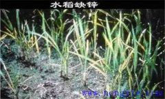 水稻缺鋅會導(dǎo)致僵苗，水稻缺鋅怎么辦？