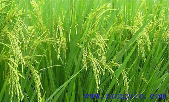 水稻穎殼張開(kāi)、不灌漿與土壤有關(guān)