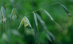 燕麥種植時(shí)間，燕麥?zhǔn)裁磿r(shí)間種植