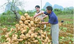 豆薯如何種植，豆薯種植與栽培技術(shù)