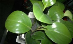 防輻射植物哪種最好？介紹幾種防輻射植物盆栽