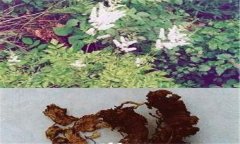 常見的天然的植物殺蟲劑有哪些？