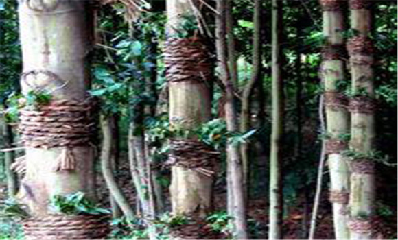 仿野生鐵皮石斛如何種植，鐵皮石斛的種植技術(shù)