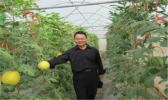 西瓜、甜瓜旱塘高壟栽培技術(shù)