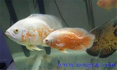 如何讓繁殖地圖魚，地圖魚的繁殖方法