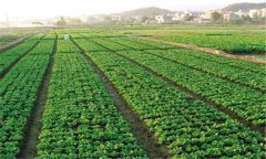 菜田使用除草劑的八個(gè)注意事項(xiàng)