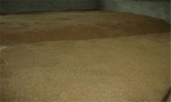 小麥種子貯藏要注意什么？