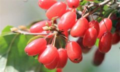 山茱萸的功效與作用 山茱萸的養(yǎng)生功效