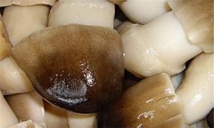 草菇的營養(yǎng)價值及經(jīng)濟價值如何？