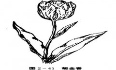 郁金香如何養(yǎng)殖，郁金香的養(yǎng)殖方法