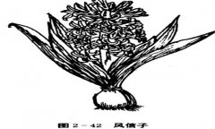 如何養(yǎng)殖風(fēng)信子，風(fēng)信子的養(yǎng)殖方法